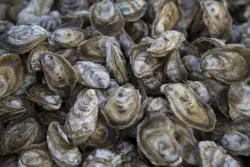 Chesapeake Bay on track to beat oyster restoration goal before end of year